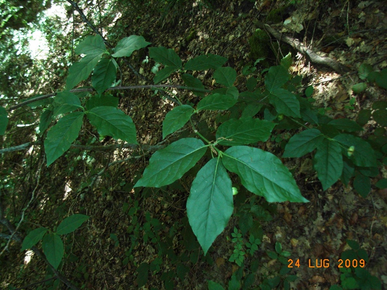 Euonymus latifolius / Fusaggione maggiore